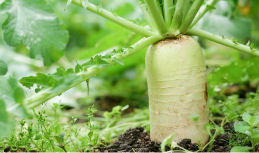 農作物の獣害監視