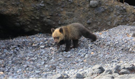 保護動物の監視